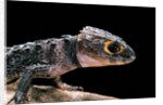 Tribolonotus gracilis (bush crocodile, red-eyed crocodile skink, orangeaugen-helmskink) by Anonymous