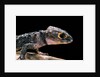 Tribolonotus gracilis (bush crocodile, red-eyed crocodile skink, orangeaugen-helmskink) by Anonymous