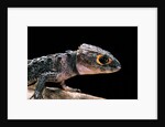 Tribolonotus gracilis (bush crocodile, red-eyed crocodile skink, orangeaugen-helmskink) by Anonymous