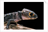 Tribolonotus gracilis (bush crocodile, red-eyed crocodile skink, orangeaugen-helmskink) by Anonymous