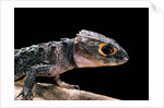 Tribolonotus gracilis (bush crocodile, red-eyed crocodile skink, orangeaugen-helmskink) by Anonymous