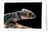 Tribolonotus gracilis (bush crocodile, red-eyed crocodile skink, orangeaugen-helmskink) by Anonymous