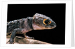 Tribolonotus gracilis (bush crocodile, red-eyed crocodile skink, orangeaugen-helmskink) by Anonymous