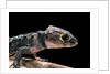 Tribolonotus gracilis (bush crocodile, red-eyed crocodile skink, orangeaugen-helmskink) by Anonymous