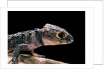 Tribolonotus gracilis (bush crocodile, red-eyed crocodile skink, orangeaugen-helmskink) by Anonymous