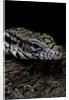 Salvator merianae (black-and-white tegu) by Anonymous