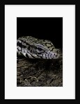 Salvator merianae (black-and-white tegu) by Anonymous