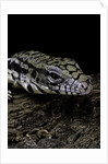 Salvator merianae (black-and-white tegu) by Anonymous