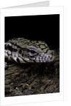 Salvator merianae (black-and-white tegu) by Anonymous