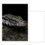 Salvator merianae (black-and-white tegu) by Anonymous