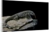 Salvator merianae (black-and-white tegu) by Anonymous