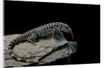 Salvator merianae (black-and-white tegu) by Anonymous