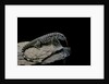 Salvator merianae (black-and-white tegu) by Anonymous