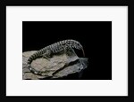 Salvator merianae (black-and-white tegu) by Anonymous