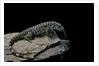 Salvator merianae (black-and-white tegu) by Anonymous