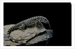 Salvator merianae (black-and-white tegu) by Anonymous
