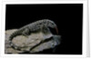Salvator merianae (black-and-white tegu) by Anonymous