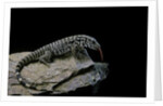 Salvator merianae (black-and-white tegu) by Anonymous