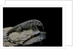 Salvator merianae (black-and-white tegu) by Anonymous