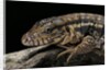 Salvator rufescens (red tegu) by Anonymous