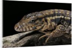 Salvator rufescens (red tegu) by Anonymous