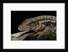 Salvator rufescens (red tegu) by Anonymous