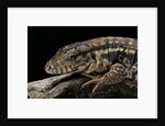 Salvator rufescens (red tegu) by Anonymous