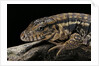 Salvator rufescens (red tegu) by Anonymous