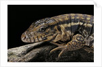 Salvator rufescens (red tegu) by Anonymous