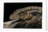 Salvator rufescens (red tegu) by Anonymous