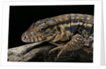 Salvator rufescens (red tegu) by Anonymous