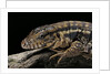 Salvator rufescens (red tegu) by Anonymous