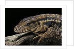 Salvator rufescens (red tegu) by Anonymous