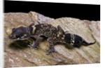 Underwoodisaurus milii (thick-tailed gecko) by Anonymous