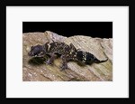 Underwoodisaurus milii (thick-tailed gecko) by Anonymous