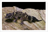 Underwoodisaurus milii (thick-tailed gecko) by Anonymous