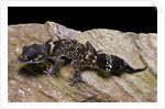 Underwoodisaurus milii (thick-tailed gecko) by Anonymous