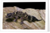 Underwoodisaurus milii (thick-tailed gecko) by Anonymous