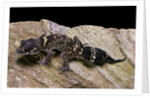 Underwoodisaurus milii (thick-tailed gecko) by Anonymous