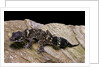 Underwoodisaurus milii (thick-tailed gecko) by Anonymous