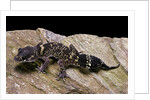 Underwoodisaurus milii (thick-tailed gecko) by Anonymous