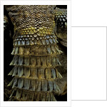 Uromastyx ornata (ornate mastigure, ornate dabb lizard) - tail by Anonymous