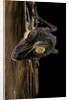 Uroplatus fimbriatus (giant leaf-tailed gecko) by Anonymous