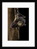 Uroplatus fimbriatus (giant leaf-tailed gecko) by Anonymous