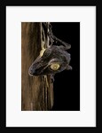 Uroplatus fimbriatus (giant leaf-tailed gecko) by Anonymous