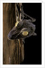 Uroplatus fimbriatus (giant leaf-tailed gecko) by Anonymous