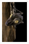 Uroplatus fimbriatus (giant leaf-tailed gecko) by Anonymous
