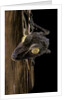 Uroplatus fimbriatus (giant leaf-tailed gecko) by Anonymous