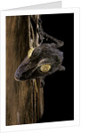 Uroplatus fimbriatus (giant leaf-tailed gecko) by Anonymous