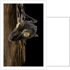 Uroplatus fimbriatus (giant leaf-tailed gecko) by Anonymous